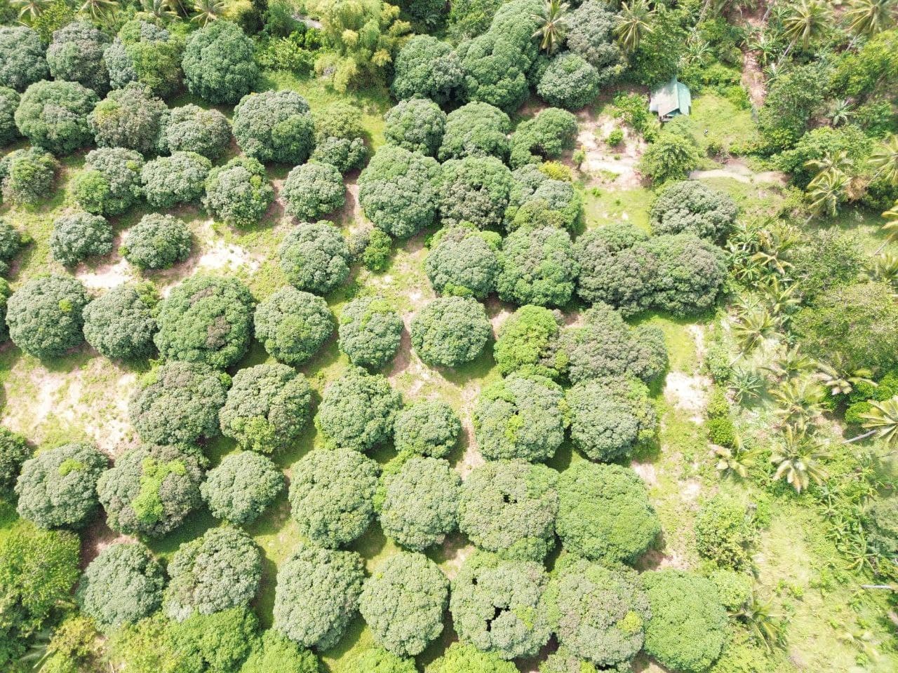 MANGO FARM 5 HECTARES FOR SALE BONGABONG ORIENTAL MINDORO — photo 2 of 3