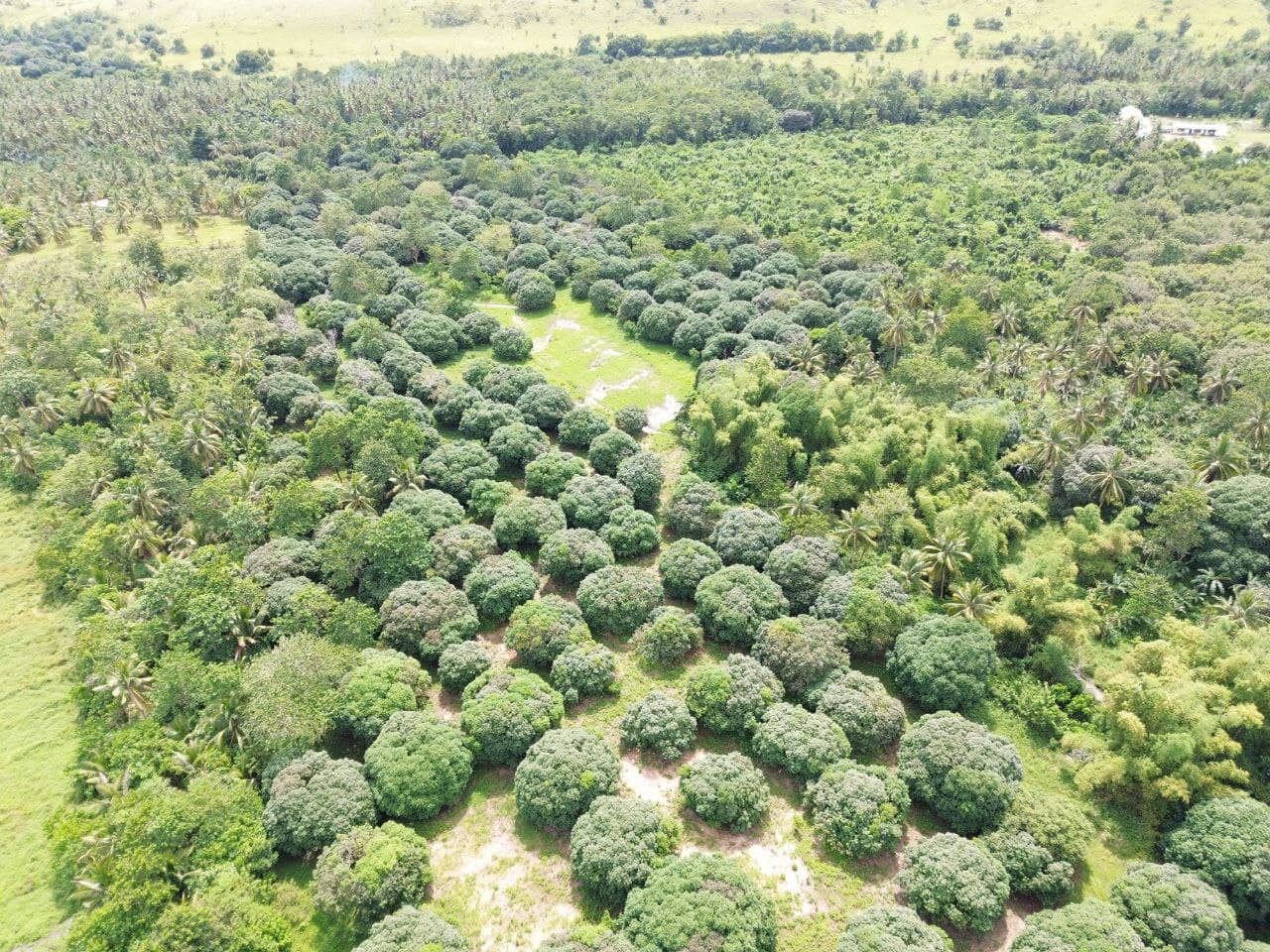 MANGO FARM 5 HECTARES FOR SALE BONGABONG ORIENTAL MINDORO — photo 3 of 3